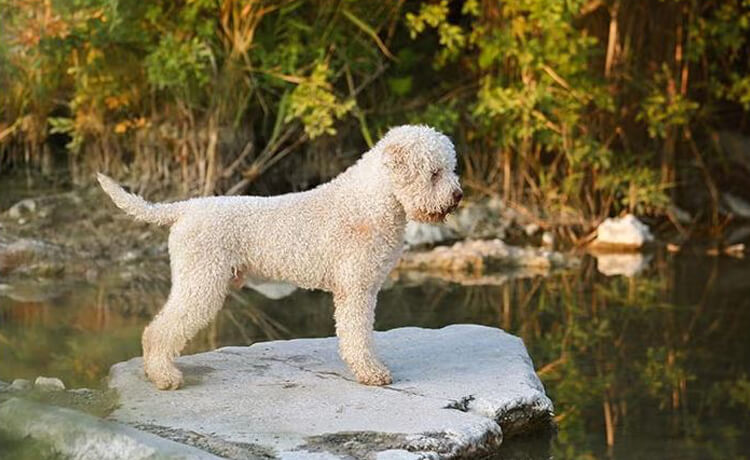 Lagotto Romagnoloa